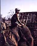 elephant2_sm.jpg (15806 bytes)